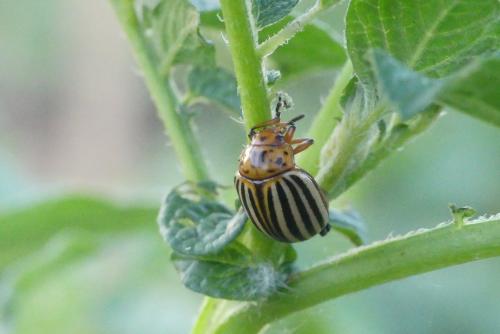 Réf. 185 274 : Leptinotarsa decemlineata